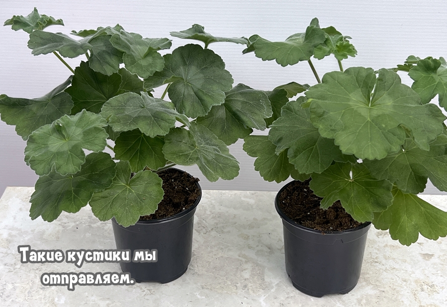 Рекламные предложения интернет-магазина Шуйская пеларгония