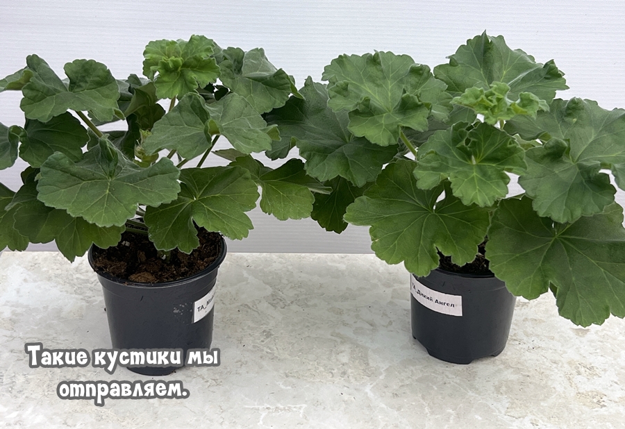 Рекламные предложения интернет-магазина Шуйская пеларгония