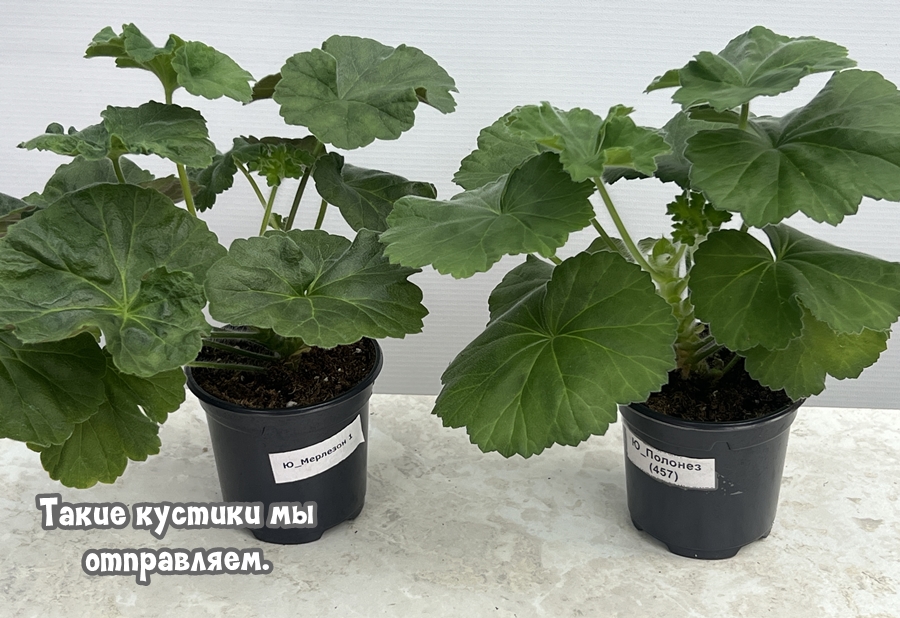 Рекламные предложения интернет-магазина Шуйская пеларгония