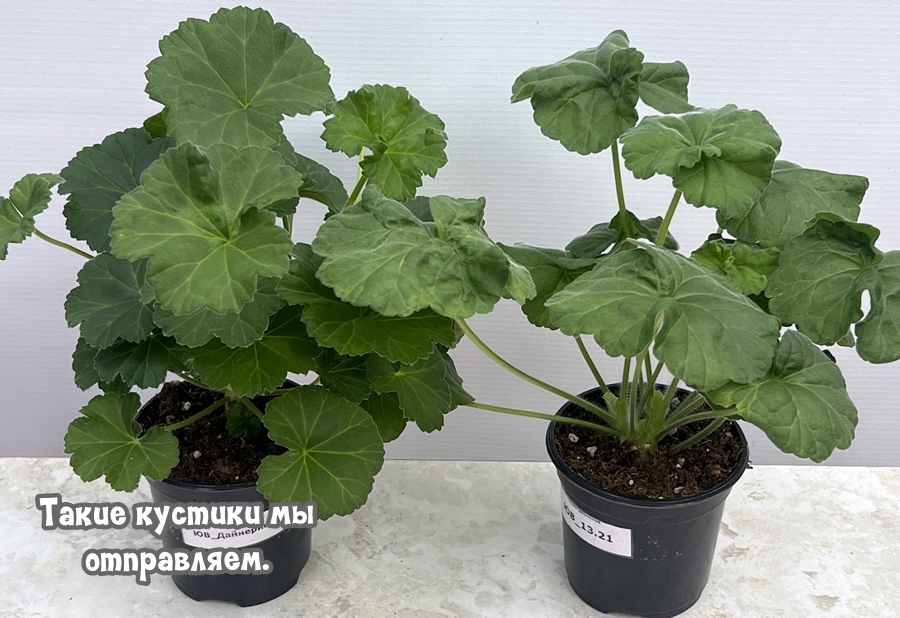 Рекламные предложения интернет-магазина Шуйская пеларгония